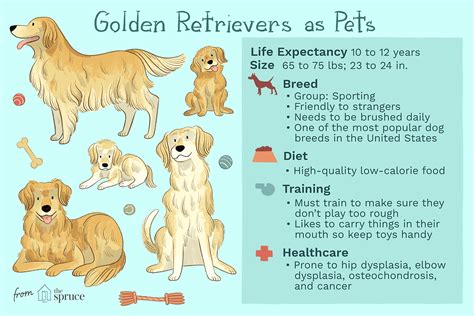 Golden Retriever Personality Traits & Facts 